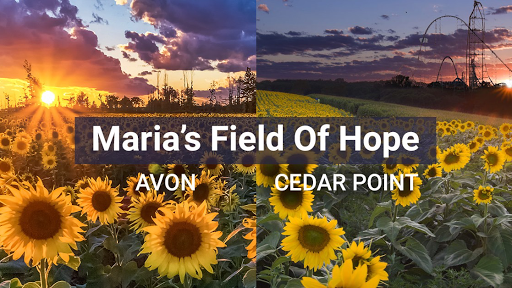 Prayers From Maria Sunflower Field in Avon image 1