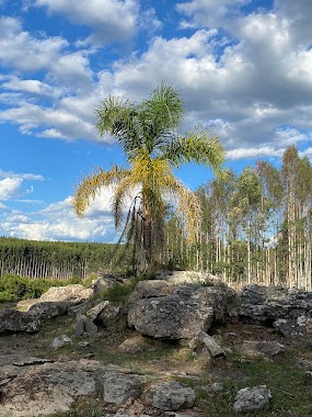La Palmera De Miriam Fernandez