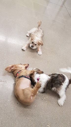 Pet Supply Store «Petco Animal Supplies», reviews and photos, 3194 FM407, Highland Village, TX 75077, USA