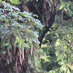 Photo n°12 de l'avis de Sy. fait le 11/06/2022 à 12:02 sur le  Galerie-Hotel Maribondo à Worpswede