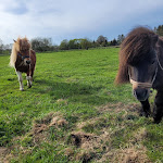 Photo n°4 de l'avis de A. fait le 15/09/2022 à 11:46 sur le  Pension u. Gaststätte Hirschhof à Wittstock