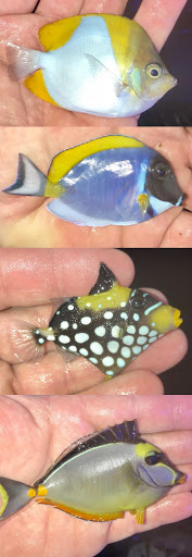 Tropical Fish Store «Aquarium Artisans», reviews and photos, 8005 Plainfield Rd #11, Cincinnati, OH 45236, USA