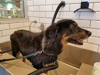 Petco - Photo 6 - Car repair in Poway, CA, San Diego