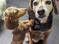 Central Bark Wauwatosa - Photo 5 - Car repair in Wauwatosa, WI, Milwaukee