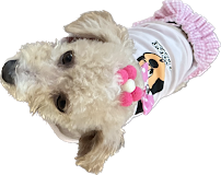 Poochi Posh Pet Boutique - Photo 9 - Car repair in Corpus Christi, TX, Corpus Christi