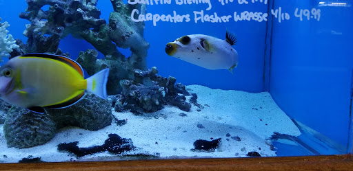 Tropical Fish Store «Ocean Design Aquarium», reviews and photos, 7542 W Addison St, Chicago, IL 60634, USA