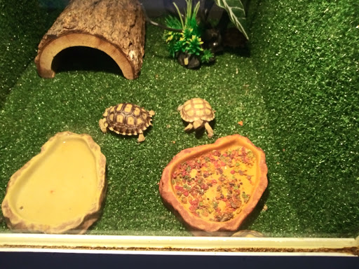 Pet Store «Discount Pets & Supplies», reviews and photos, 211 Hancock Bridge Pkwy, Cape Coral, FL 33990, USA