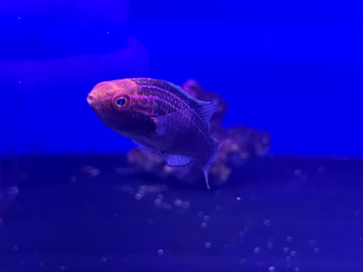 Tropical Fish Store «Tropical Pet Oasis», reviews and photos, 10218 Progress Ln, Parker, CO 80134, USA