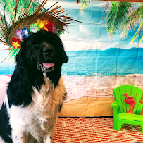 The Pampered Pet Hotel & Grooming Spa - Car repair in Woodland Hills, CA, Simi Valley - Rated 4.5/5