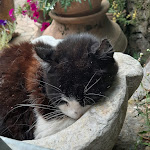 Photo n°14 de l'avis de Paolo.i fait le 27/07/2021 à 13:03 sur le  Agriturismo Il Paradiso à Seravezza