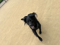 Chicago Paws and Dalila - Photo 9 - Car repair in , Chicago