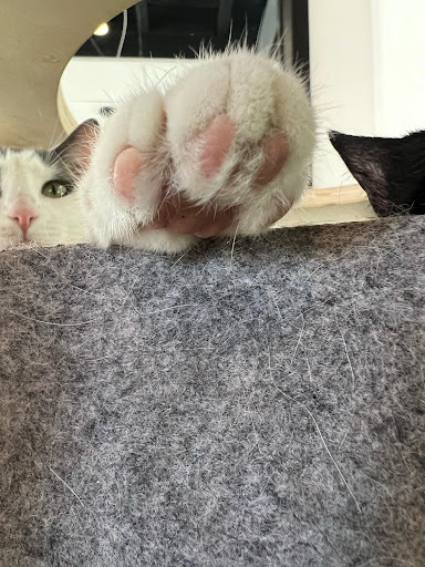 Frisky Business Palm Springs Cat Cafe image