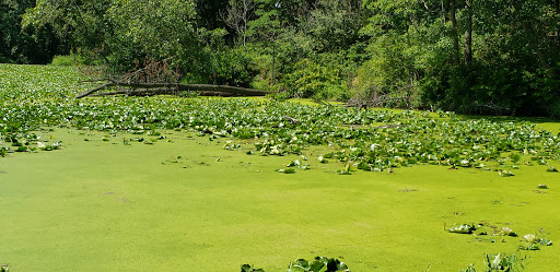 Nature Preserve «Goodenow Grove Nature Preserve», reviews and photos, 27064 Dutton Rd, Beecher, IL 60401, USA