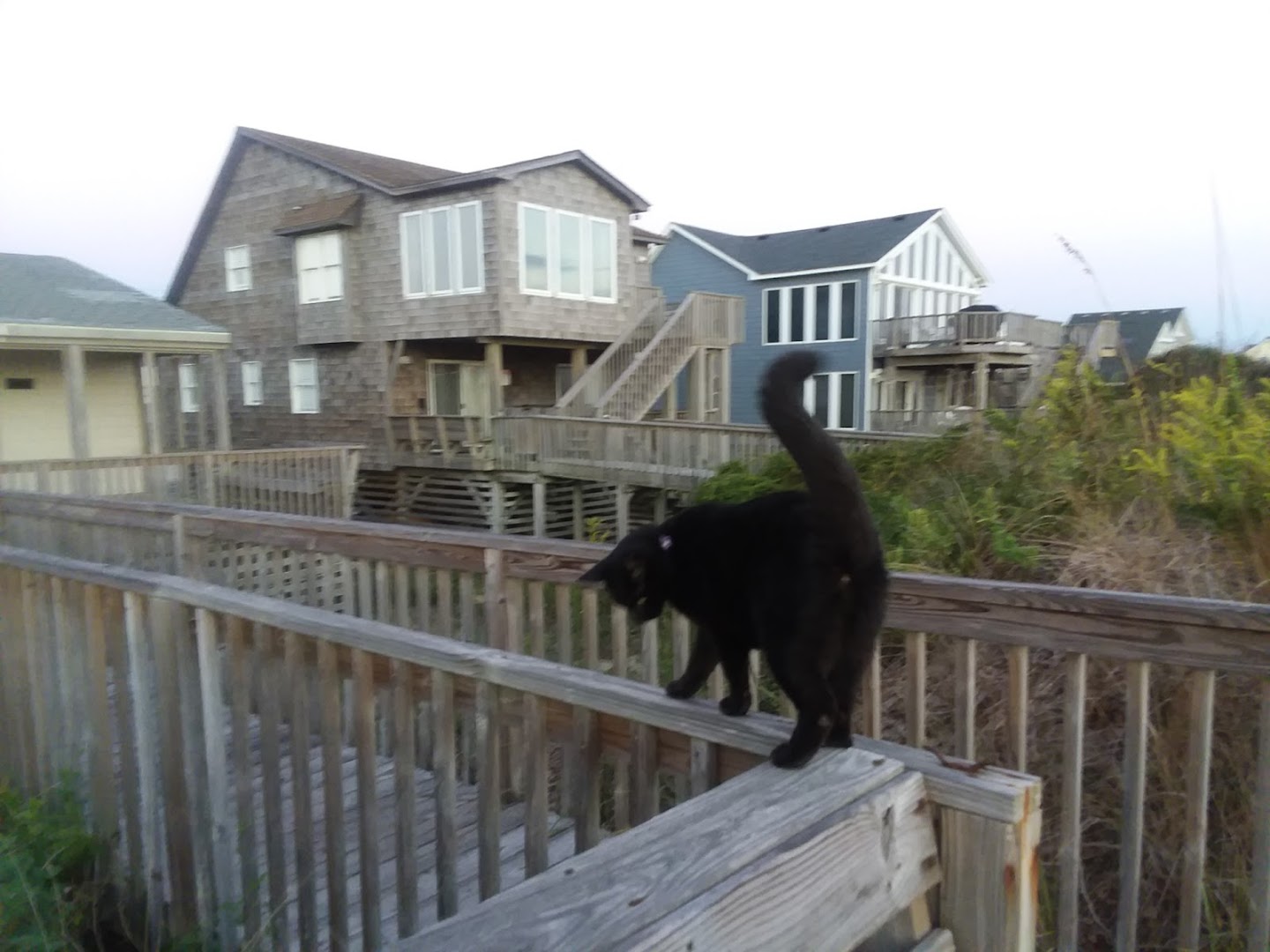 Coastal Animal Hospital