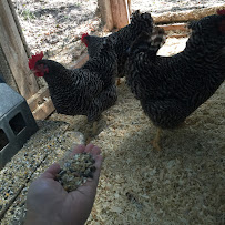 Healing Hands Animal Care & Pet Loss Alchemy - Photo 6 - Car repair in Santa Rosa, CA, Santa Rosa