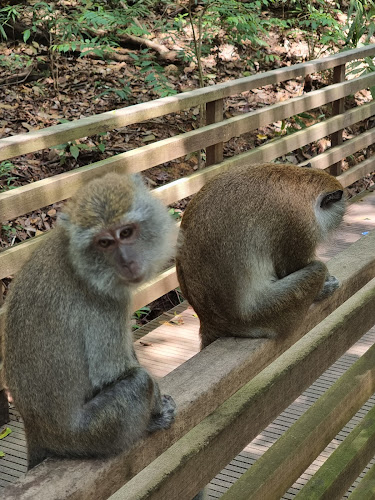 TreeTop Walk - Other