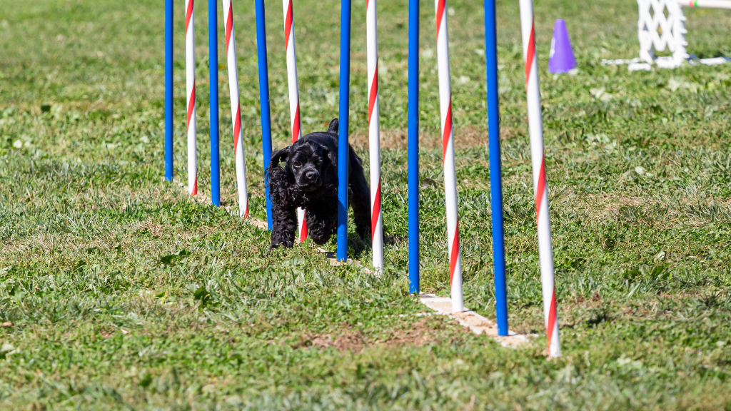 Foley's Dog Training