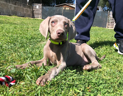 InCan Educación Canina