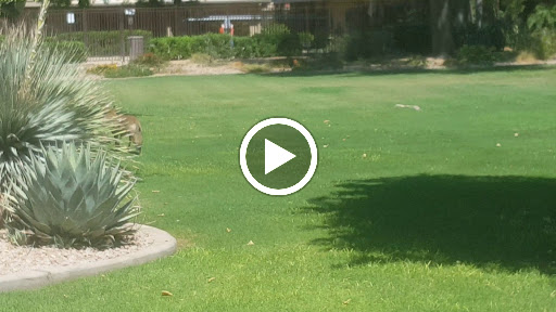 Golf Club «McCormick Ranch Golf Club», reviews and photos, 7505 E McCormick Pkwy, Scottsdale, AZ 85258, USA
