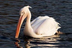 Kalametiya Lagoon Bird Sanctuary & Wetland Park image