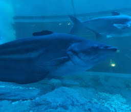Bueng Boraphet Aquarium photo