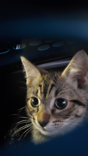 Pet Supply Store «Petco Animal Supplies», reviews and photos, 6301 Pats Ranch Rd, Mira Loma, CA 91752, USA