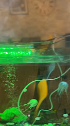 Photo n°64 de Restaurant Balli Meulan à Meulan-en-Yvelines ()