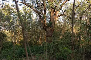 Badwal Forest image