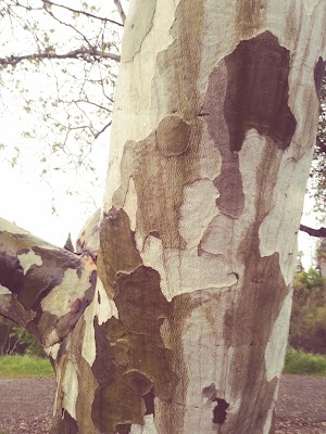 Campbell Park - photo 94