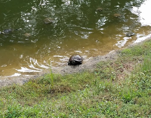 Golf Club «Indigo Creek Golf Club», reviews and photos, 9480 Indigo Club Dr, Murrells Inlet, SC 29576, USA