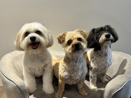 Alpine Pet Hospital image