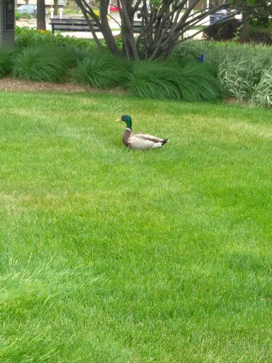 Park «St Clair Shores Park», reviews and photos, 20000 Stephens, St Clair Shores, MI 48080, USA