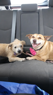 Pet Planet Mountainside Plaza Ahwatukee - Photo 8 - Car repair in Phoenix, AZ, Chandler