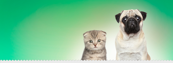 Imagen de Clínica Veterinaria Alquerías (3 de 5)