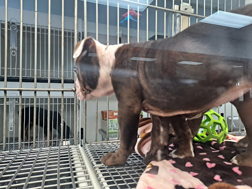 Pet Store «Petland Topeka», reviews and photos, 1801 SW Wanamaker Rd, Topeka, KS 66614, USA