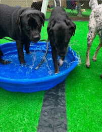 Chapel Hill Pet Retreat - Photo 8 - Car repair in Chapel Hill, NC, Durham