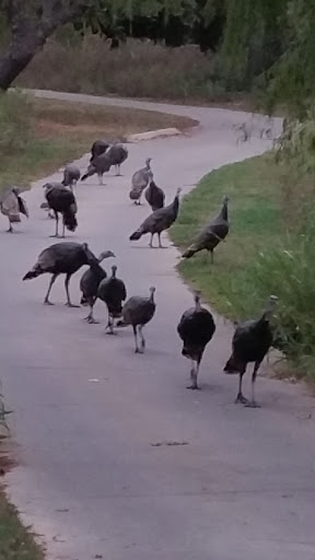 Golf Course «Cowan Creek Golf Club», reviews and photos, 1433 Cool Spring Way, Georgetown, TX 78633, USA