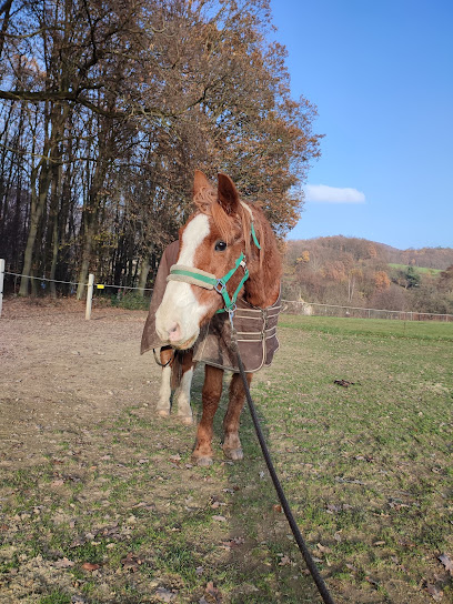 Jízda kočárem