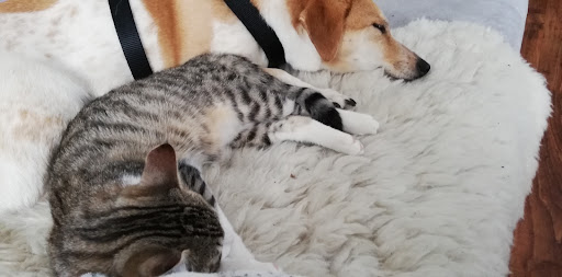 Heinz Tierarztpraxis unter Hebertshausen, Bayern