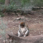Photo n° 11 de l'avis de Romain. fait le 15/10/2023 à 10:41 pour La Forêt des Singes à Rocamadour