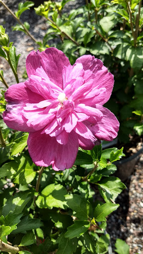 Landscaper «Garden Greenhouse & Nursery», reviews and photos, 1919 U.S. 9, Cape May Court House, NJ 08210, USA
