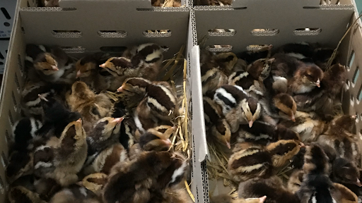 Co. Ltd Huu Chien Chicken Like