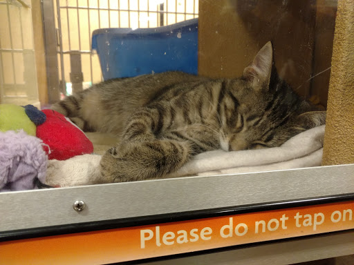 Pet Supply Store «PetSmart», reviews and photos, 5591 TN-153, Hixson, TN 37343, USA