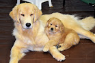 Best Places To Buy A Golden Retriever In Hartford Near You