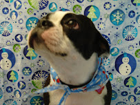 MOPETCO -The Mobile Pet Grooming Company - Photo 9 - Car repair in , Fort Lauderdale