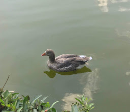 FONDO MUNDIAL PARA LA NATURALEZA / WWF México photo