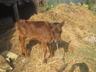 Photos of rijal cow farm