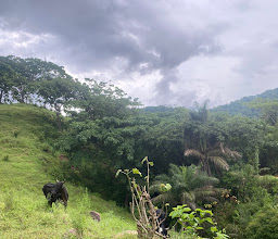 Canopy River Centro Insurgentes photo