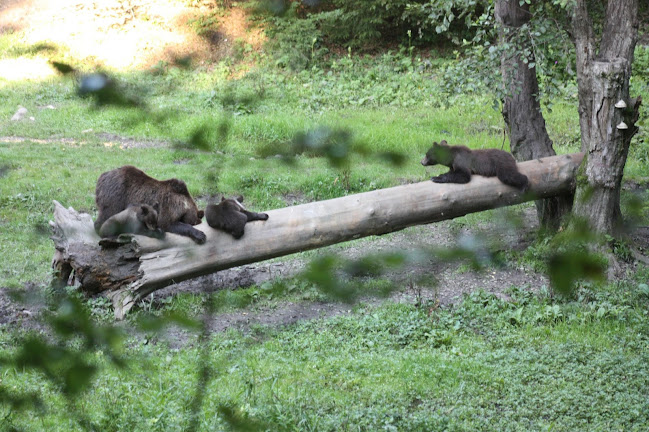 Strada Zorilor, Zărnești 505800
