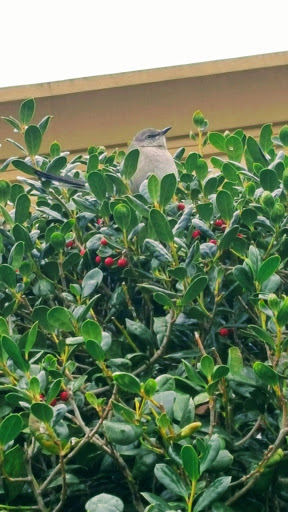 Supermarket «Publix Super Market at Grayson Village», reviews and photos, 2715 Loganville Hwy, Loganville, GA 30052, USA